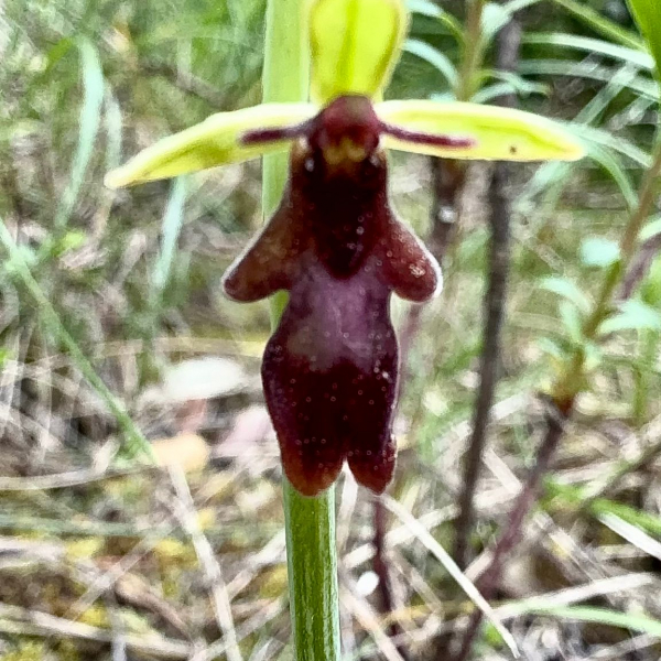 Ophrys insectifera